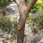 Tree Culture Arborist Melbourne