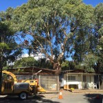 Confined Space Tree Pruning Melbourne