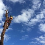 Tree Removal Melbourne Arborist