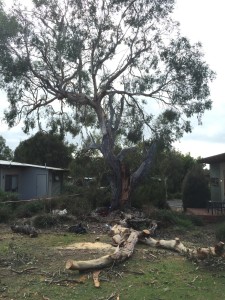 Tree inspections by our arborists in Inverloch can prevent storm damage.